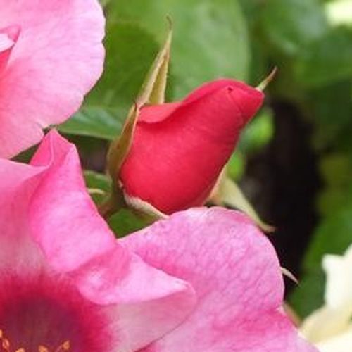 Rosa Bright as a Button - rózsaszín - virágágyi floribunda rózsa
